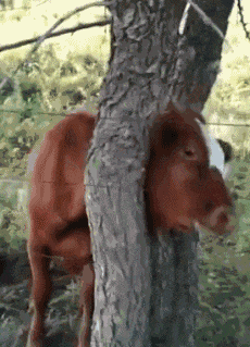 yvloyh.gif