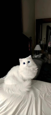 【高清壁纸】黑色系全屏手机壁纸 ​​​